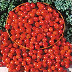 Tomato  RIESENTRAUBE  red cherry  70 day  25 seeds  