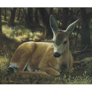  Resting Mule Deer    Print: Home & Kitchen