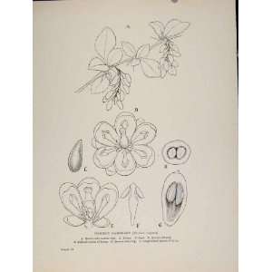  Trees And Shrubs Common Barberry Botanical Old Print