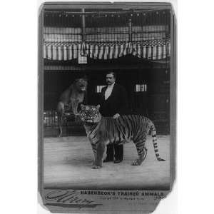   trained animals,Man in cage with tiger,lion