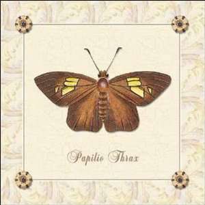  Papilio Thrax Finest LAMINATED Print J. P. Donovan 6x6 