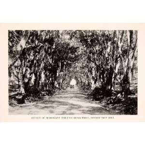  1937 Halftone Print Road Mahogany Casuarina Cherry Tree 