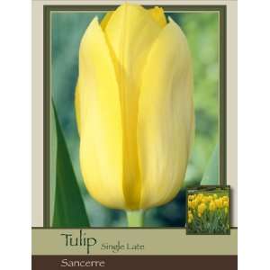  Honeyman Farms Tulip Single Late Sancerre Pack of 50 Bulbs 