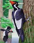 No. 66 Ivory Billed Woodpecker Huge Audubon Print