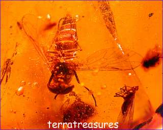A101 DR001 Superb Huge Tabanid HorseFly Dominican Amber  