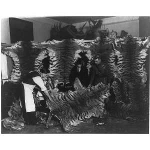  William Mitchell,his wife,taxidermist?,tiger skin,shop 