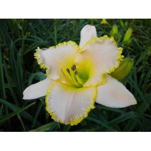  Bridgeton Elegance Day Lily Patio, Lawn & Garden