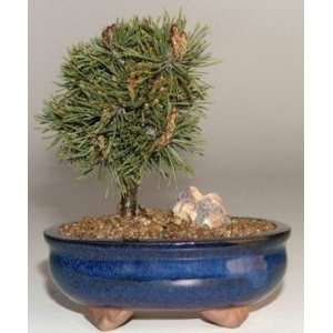 Mugo Pine Medium. (Pinus Mugo valley cushion)  Grocery 