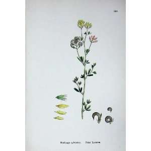   Botany Plants C1902 Fries Lucerne Medicago Sylvestris