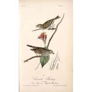   John James Audubon   24 x 40 inches   Savannah Bunt Home & Kitchen