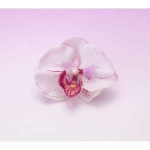 Moon Orchid in White Pink