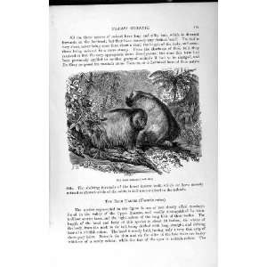  NATURAL HISTORY 1893 94 BALD UAKARI CALVA MONKEYS