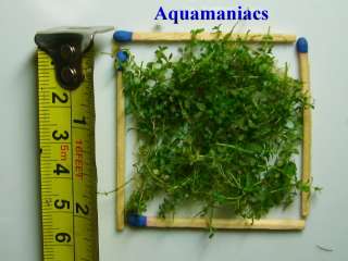 Hemianthus callitrichoides 5cm x 5cm (2 inch x 2 inch)   lawn  