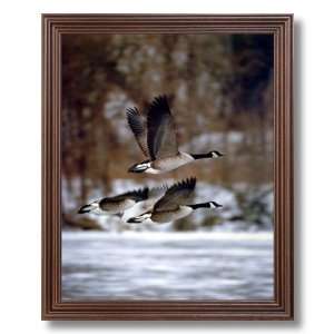   Canadian Geese Flight Hunting Animal Wildlife Cabin Lodge Pictures Art