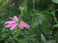 PASSIFLORA MALIFORMIS flower 100 seeds Sweet Calabash  