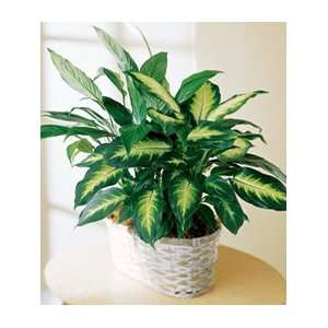  Spathiphyllum and Dieffenbachia: Home & Kitchen