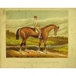  C1840 Horse St Gatien Colour Print Derby Ascot Sherwood 