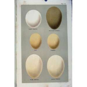    Plate 16 Seebohm Bird Eggs Teal Garganey Sheldrake