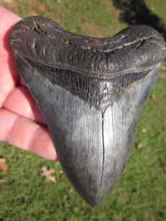   Megalodon Shark Teeth fossils with confidence wfrom the Tooth Sleuth