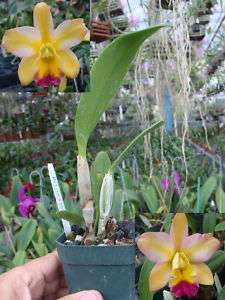 Orchid Plant Slc. Long Life Paradise  