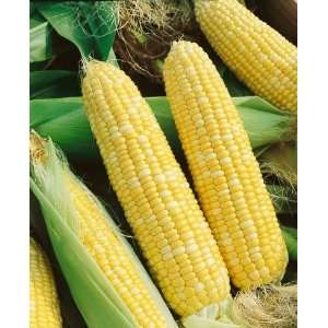  Hybrid Corn Seeds   Zea Mays   10 Grams   Approx 95 Gardening Seeds 