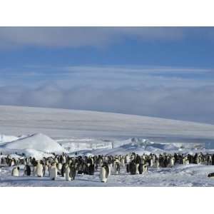 Colony of Emperor Penguins (Aptenodytes Forsteri), Snow Hill Island 