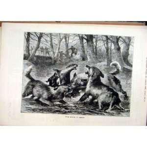    Otter Hunting Germany 1884 Dogs River Men Old Print