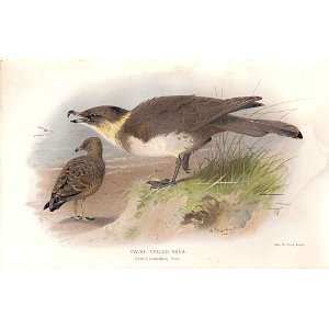   Lilfords Birds 1885 97 By A Thorburn 
