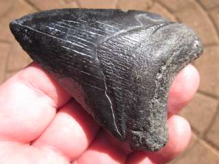 16 MEGALODON SHARK Tooth Fossil VENICE FLORIDA USA  