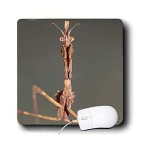  VWPics Spanish Nature   Conehead Mantis (Empusa pennata 