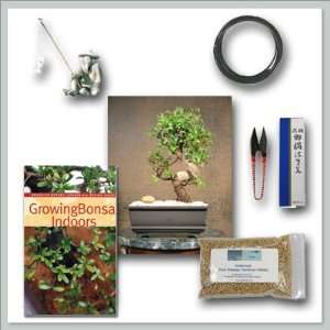 Chinese Elm Bonsai l Do it yourself kit  Grocery & Gourmet 