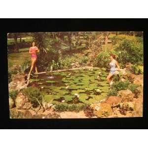  1960s Ladies in Lily Pond, Silver Springs, Florida PC not 