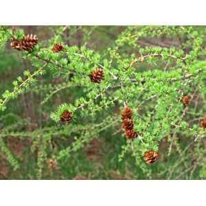  25 EUROPEAN LARCH TREE Pine Pinetree Evergreen Larix 