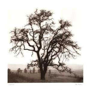 Country Oak Tree Finest LAMINATED Print Alan Blaustein 24x24:  