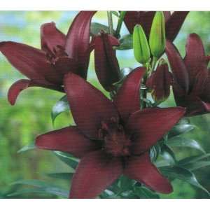  Lily Hybrid Asiatic Landini: Patio, Lawn & Garden