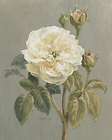 Heirloom Rosebush Rosevine Rose Bushes  
