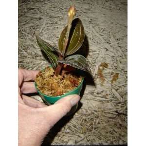   discolor) orchid plant in bud now, easy to grow Patio, Lawn & Garden