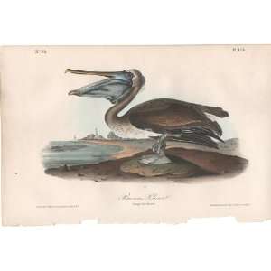   Pelican (Young)   Original Audubon 1st Edition Octavo