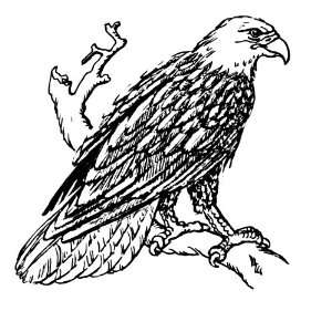   12 6cm Square Gloss Stickers Line Drawing Bald Eagle