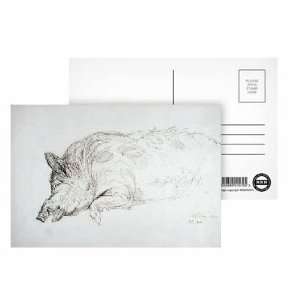  A Wild Boar, Asleep or Dead, 1814 (pen & ink on paper) by 