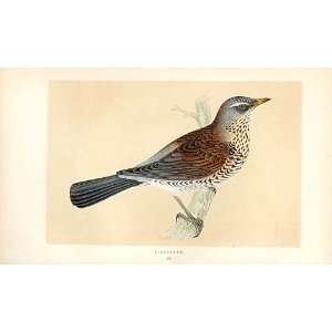  Fieldfare British Birds 1St Ed Morris 1851