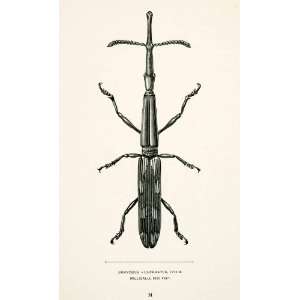  1891 Wood Engraving Gylh Whymper Entomology Brenthus 