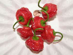 JAMAICAN HOT Chili Pepper Seeds Item #2166   20 seeds  