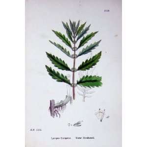   : Botany Plants C1902 Water Horehound Lycopus Flowers: Home & Kitchen
