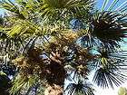 30) Fresh Windmill Palm Tree Seeds