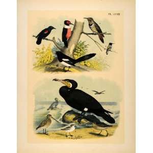  1881 Chromolithograph Birds Common Cormorant Flicker 