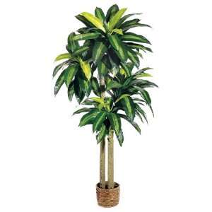  6 Large Dracaena Plant in Basket Green (Pack of 2)