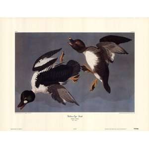  Golden Eye Duck by John Woodhouse Audubon 30x23 Toys 