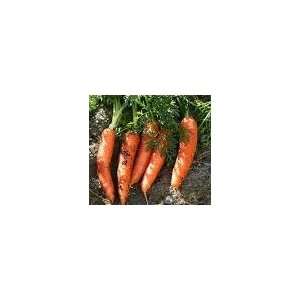 Carrot Seeds 40 Patio, Lawn & Garden