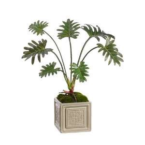  19 Split Leaf Philodendron Plant in Ceramic Pot Green 